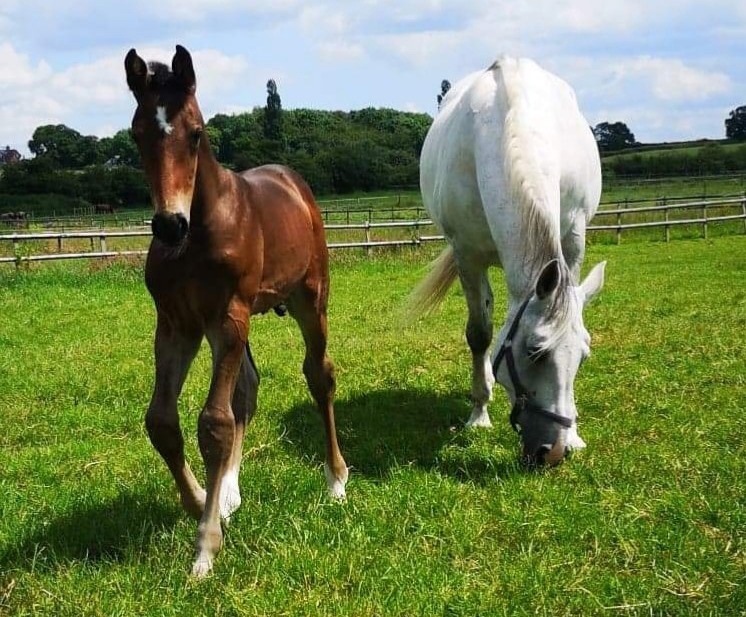 Irish Sport Horse Foals For Sale